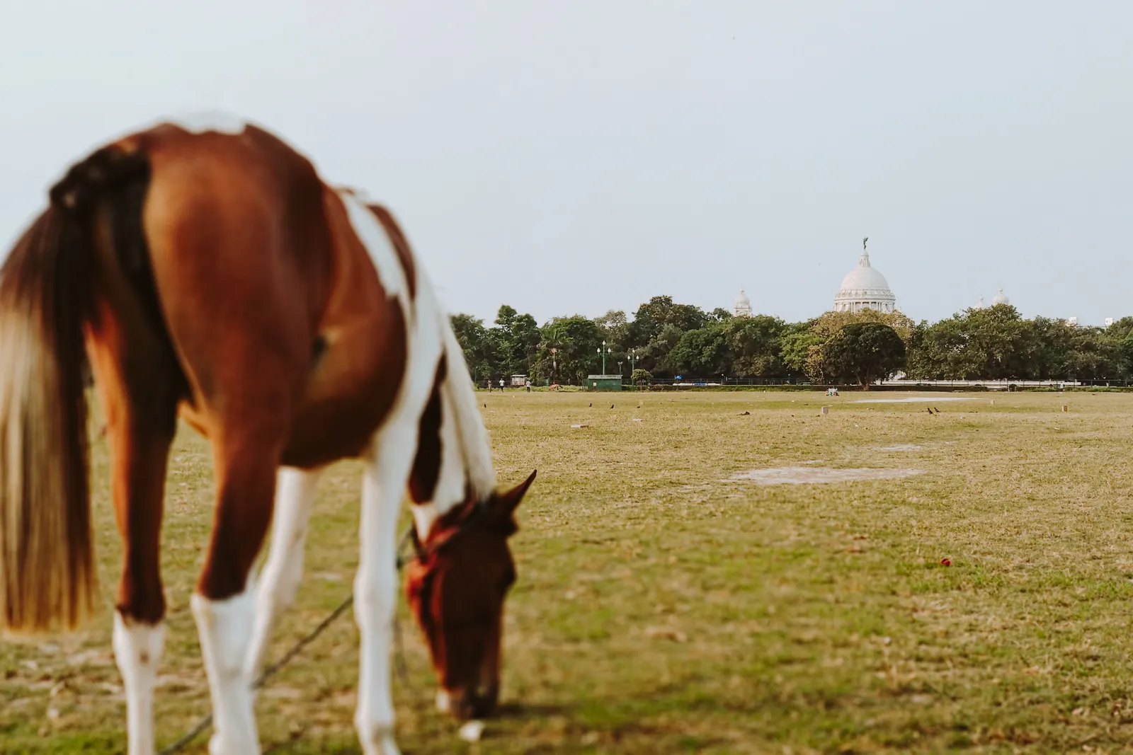 Maidan, Kolkata — vast open green parkland in the heart of the city